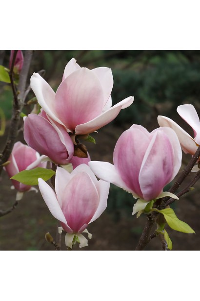 Магнолія суланжа Ломбарді Роуз
